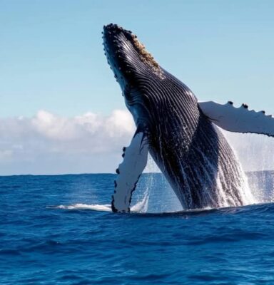 Humpback whale jumping in the Central Pacific near Playa Bandera Costa Rica, marine life tours from Vivirí